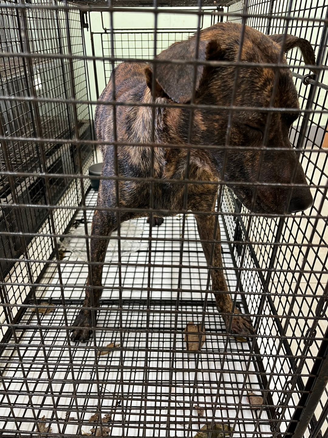 Tabby adult male mixed-breed dog, Small, shelter no. …8D01