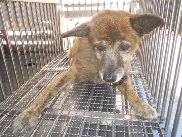 Photo of No. CAAAG1120923001, Adult · Female · Medium · Mixed breed