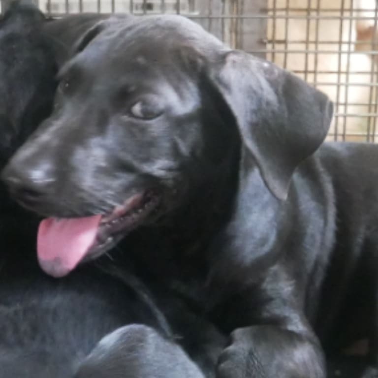 Photo of No. S120922-09, Young · Female · Small · Mixed breed