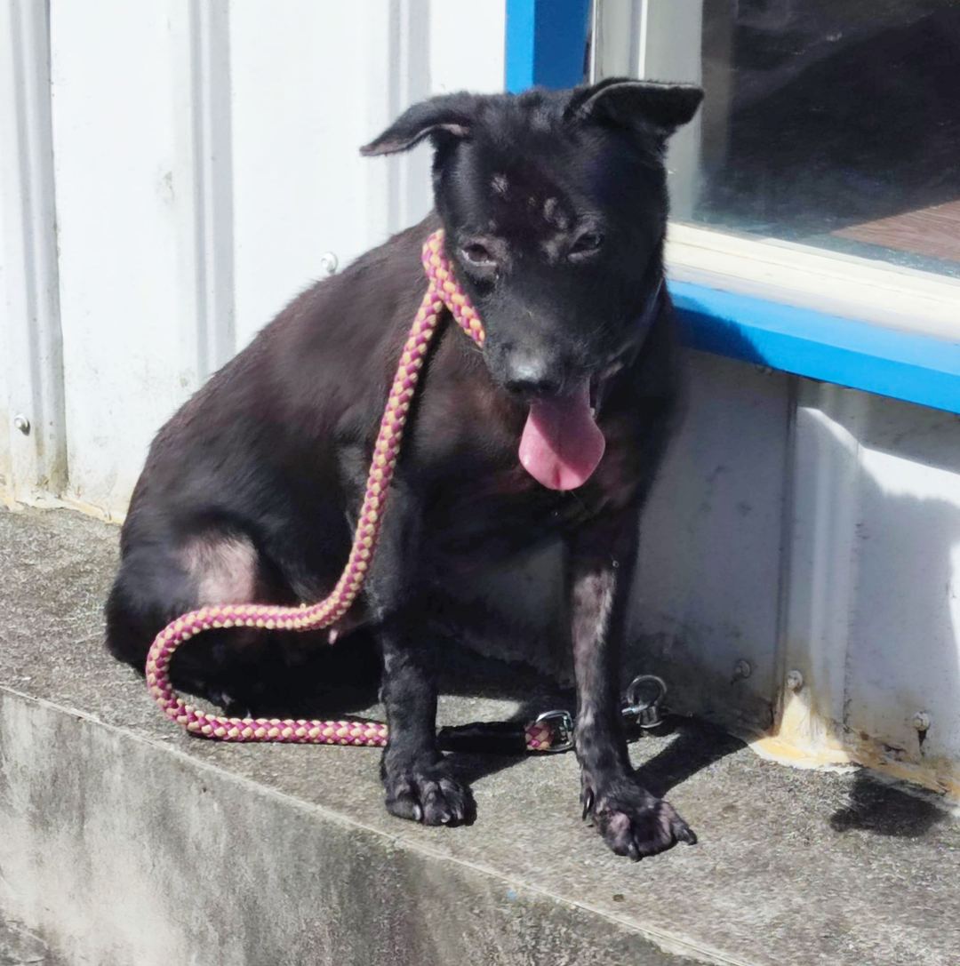 Photo of No. AAAEG104112702, Adult · Female · Medium · Mixed breed