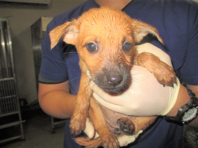 Photo of No. CAAAG1120926008, Young · Male · Small · Mixed breed