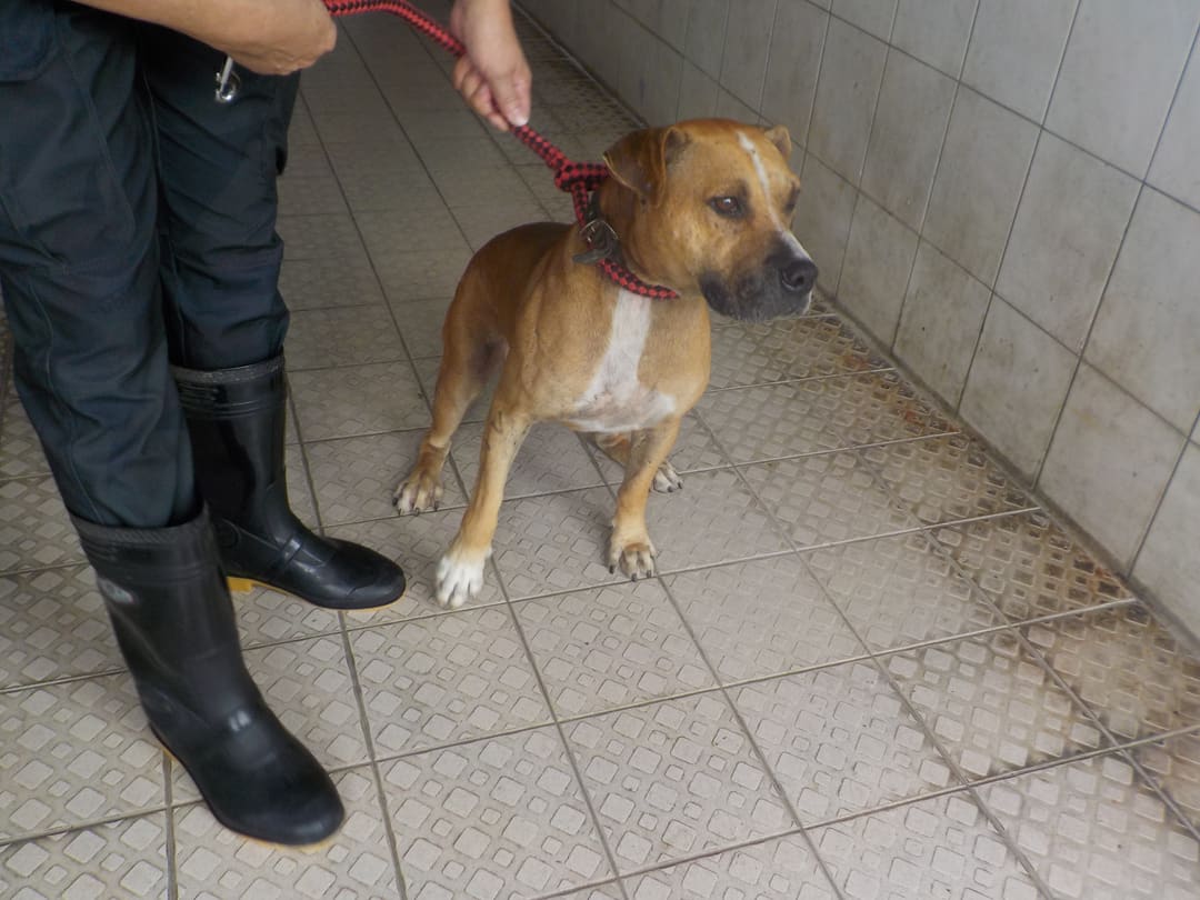Photo of No. HAAAG1120926738, Adult · Male · Medium · Mixed breed