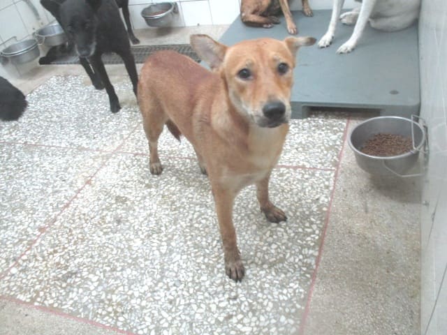 Photo of No. LAAAG1120907A25, Adult · Female · Large · Mixed breed