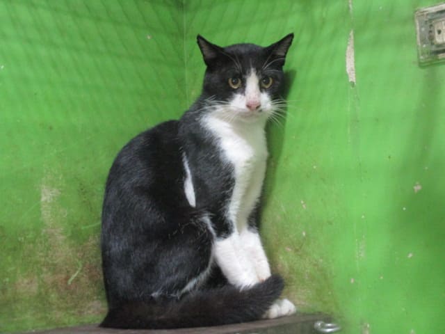 Photo of No. LAAAG1120920C1-4a, Adult · Male · Medium · Mixed breed