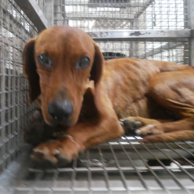 Brown adult female mixed-breed dog, Medium, shelter no. …7-08