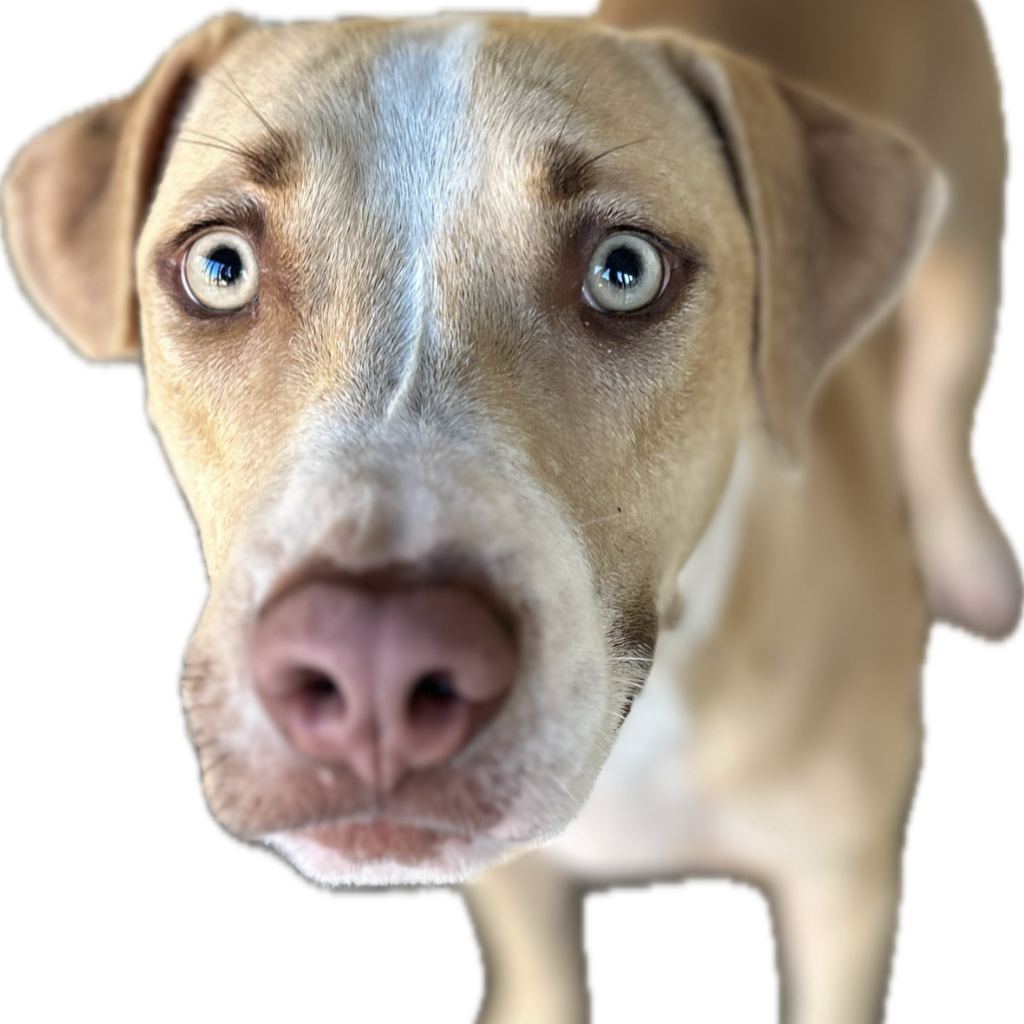 Photo of No. PAAAG1120719047, Adult · Female · Large · American Pit Bull Terrier