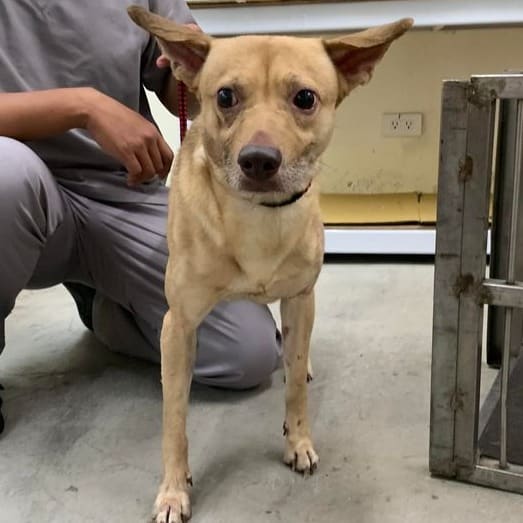 Photo of No. VAAAG112100404, Adult · Male · Medium · Mixed breed