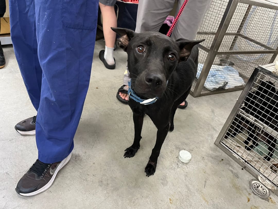 Black adult female mixed-breed dog, Medium, shelter no. …0503