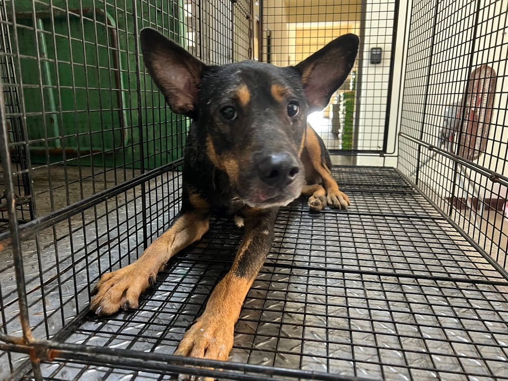 Photo of No. CAAAG1121006015, Adult · Male · Medium · Mixed breed