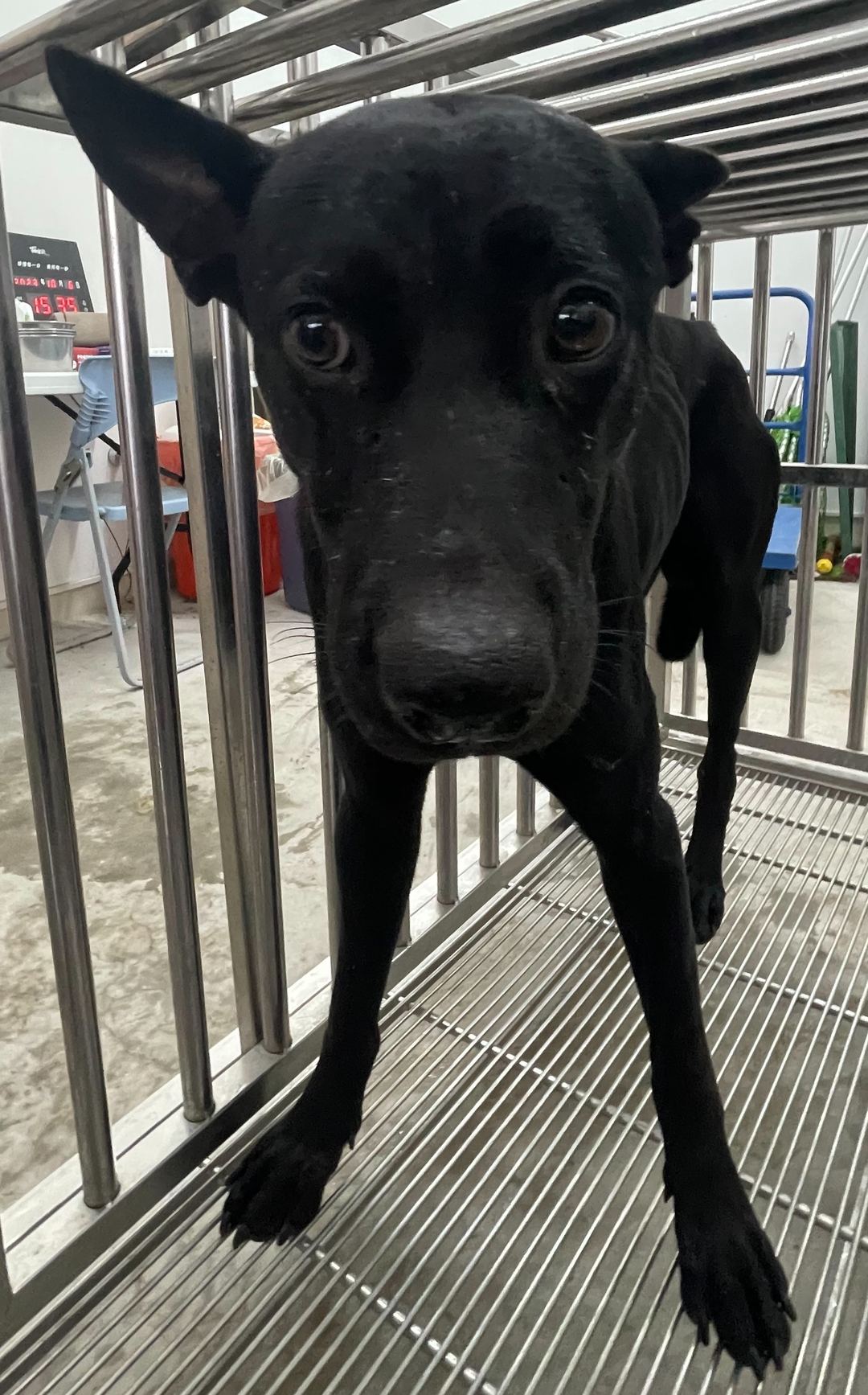 Photo of No. OAAAG1121006001, Adult · Male · Medium · Mixed breed