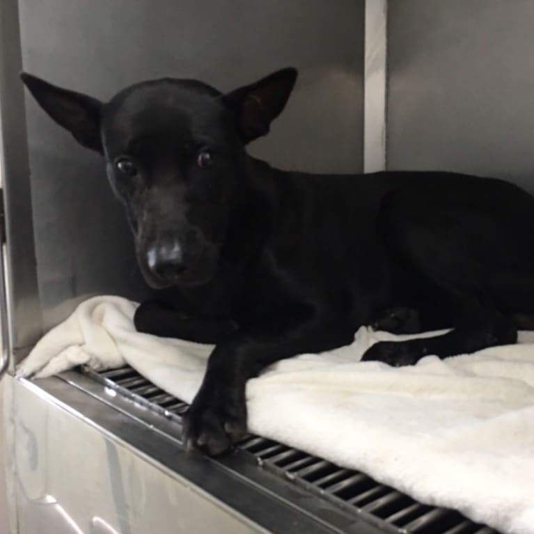 Photo of No. VAAAG112100702, Adult · Male · Medium · Mixed breed