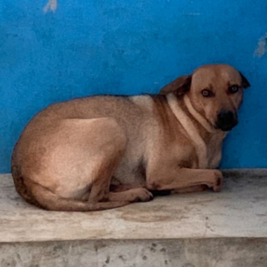 Photo of No. EAAAG1121012007, Adult · Male · Large · Mixed breed