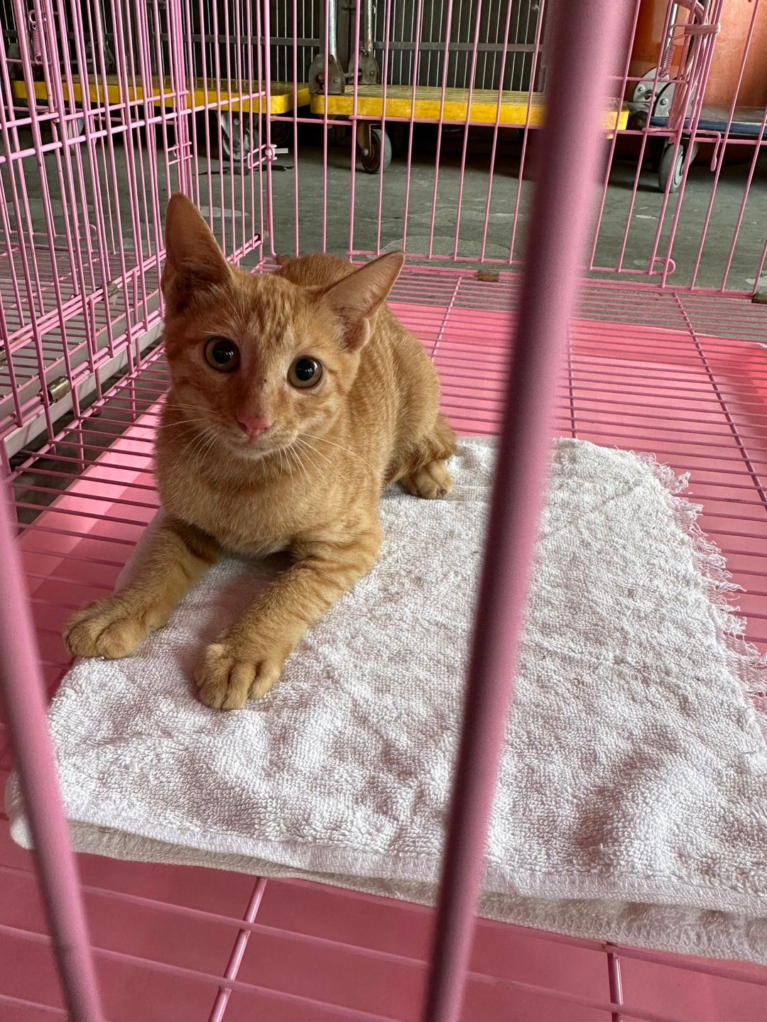 Photo of No. NAAAG1121016003, Adult · Female · Small · Mixed breed