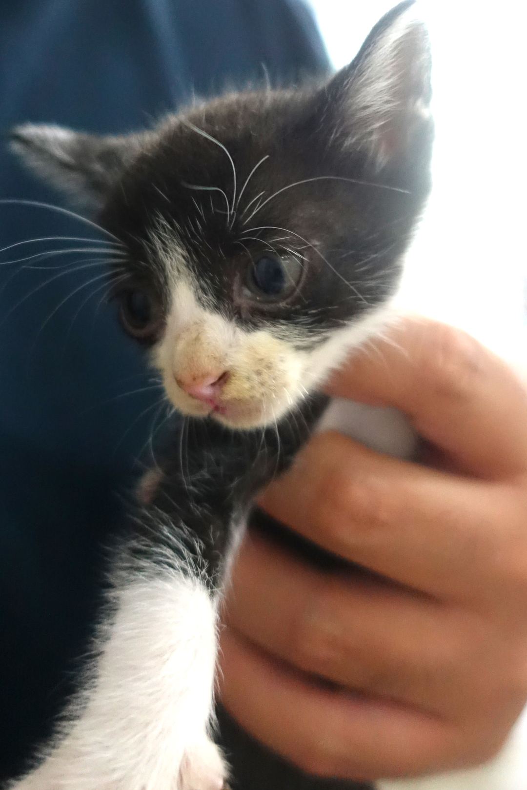 Black-and-white young mixed-breed cat, Small, shelter no. …1686