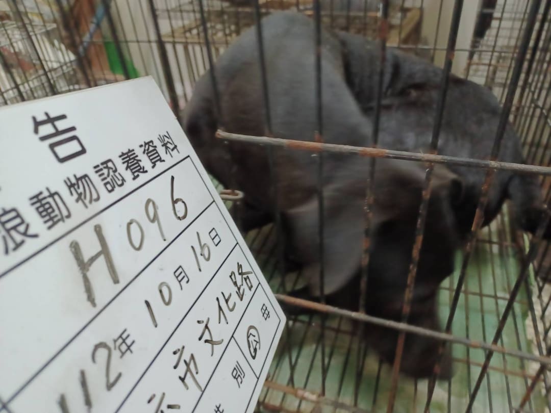 Photo of No. 112-H096D, Adult · Male · Large · Mixed breed