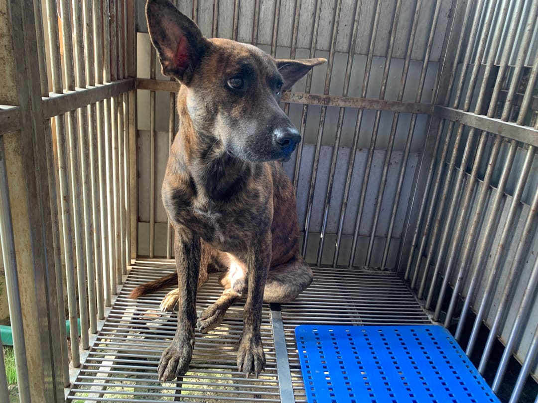 Tabby adult male Formosan Mountain Dog, Medium, shelter no. …7001