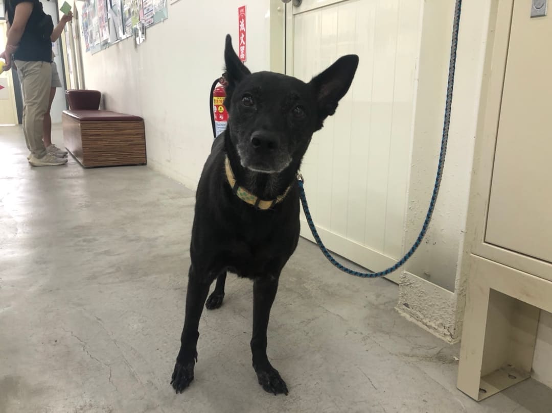 Photo of No. VAAAG112101702, Adult · Female · Medium · Mixed breed