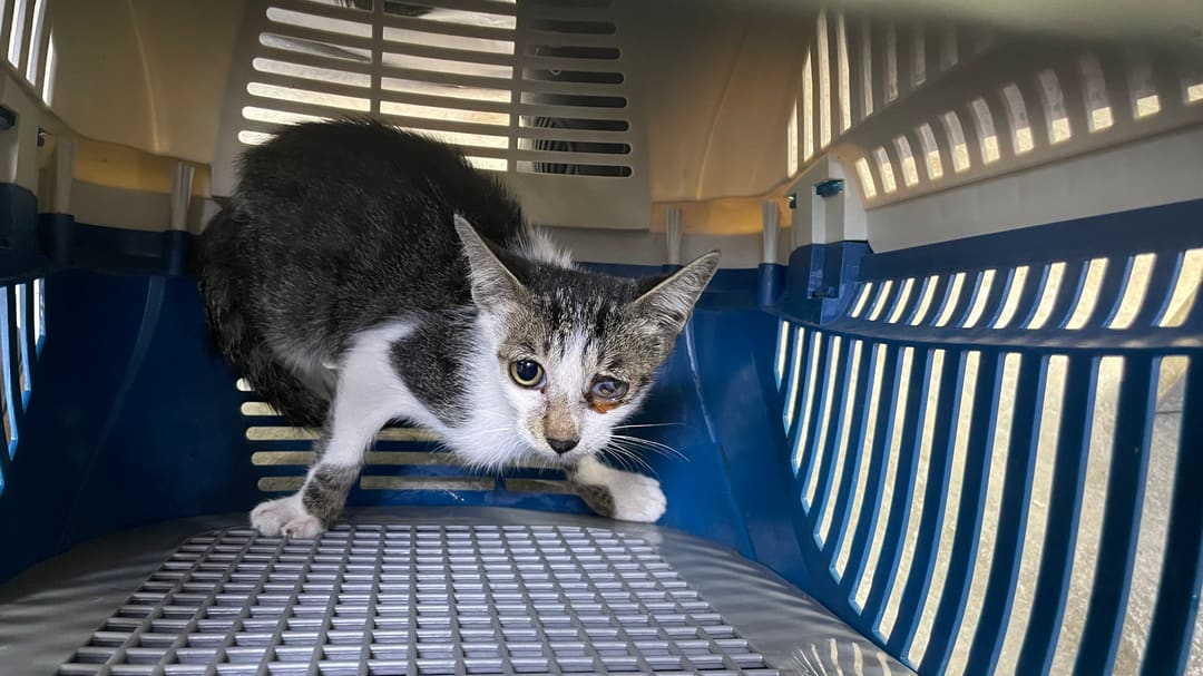 Photo of No. AAACG1121017003, Young · Female · Small · Mixed breed