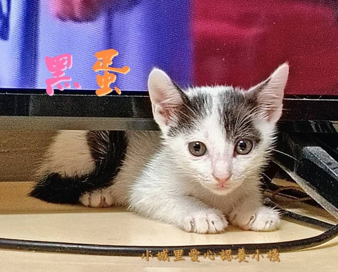 Photo of No. AAACG1121017004, Young · Male · Small · Mixed breed