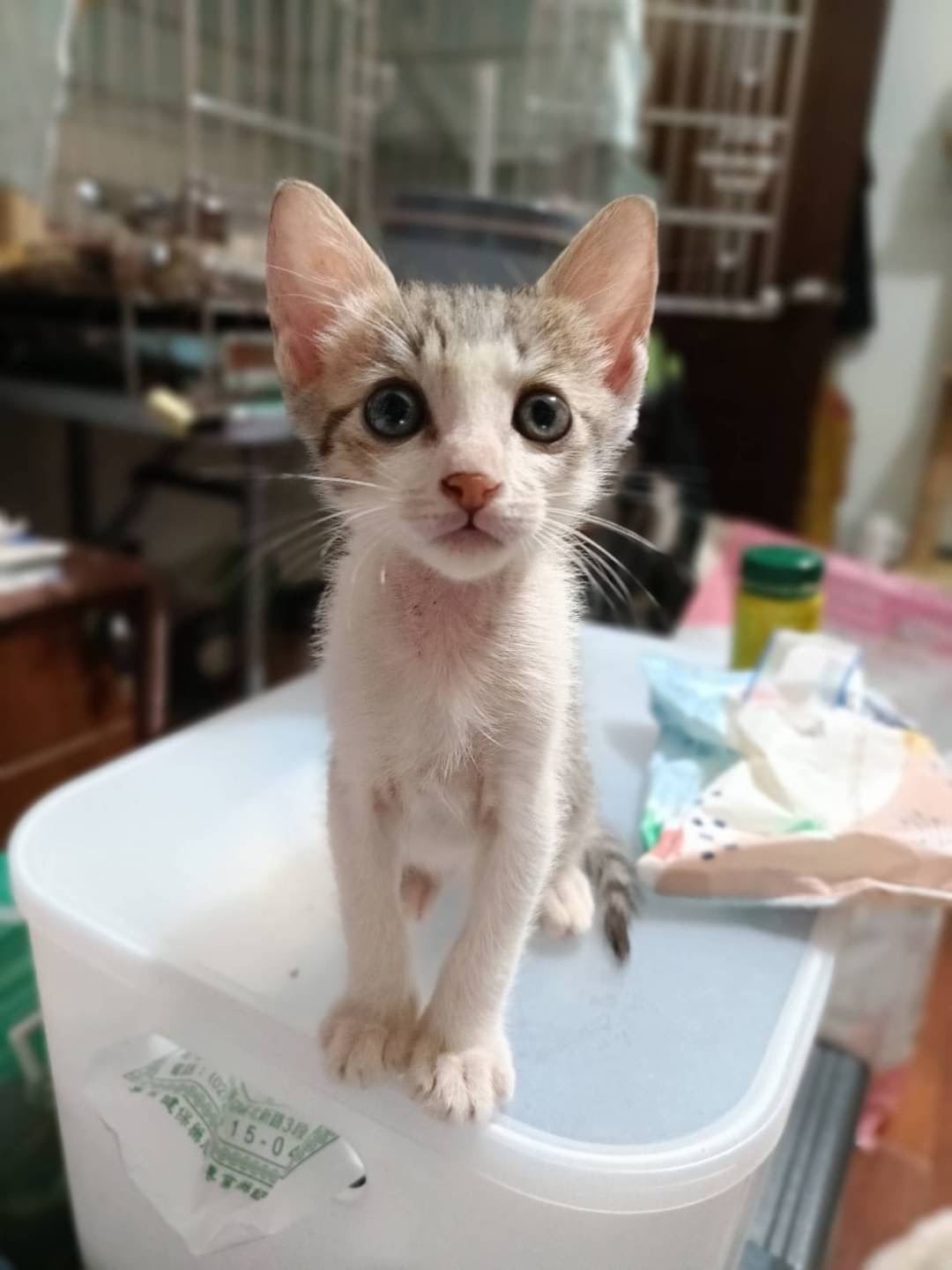 Tabby-and-white young male mixed-breed cat, Small, shelter no. …7005