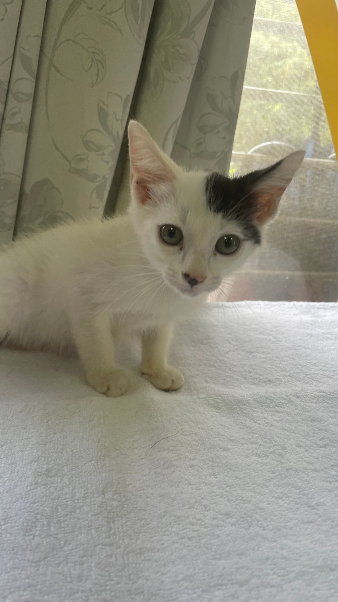 Photo of No. AAACG1121017006, Young · Female · Small · Mixed breed