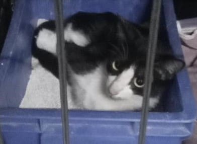 Photo of No. CAAAG1121017008, Adult · Female · Medium · Mixed breed