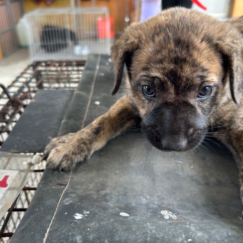Photo of No. PAAAG1121017014, Adult · Female · Medium · Mixed breed