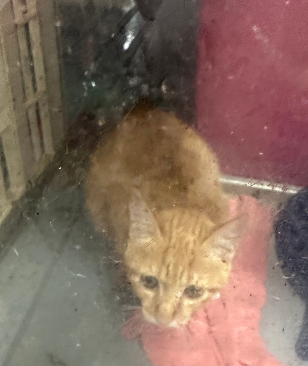 Orange young female mixed-breed cat, Small, shelter no. …7006
