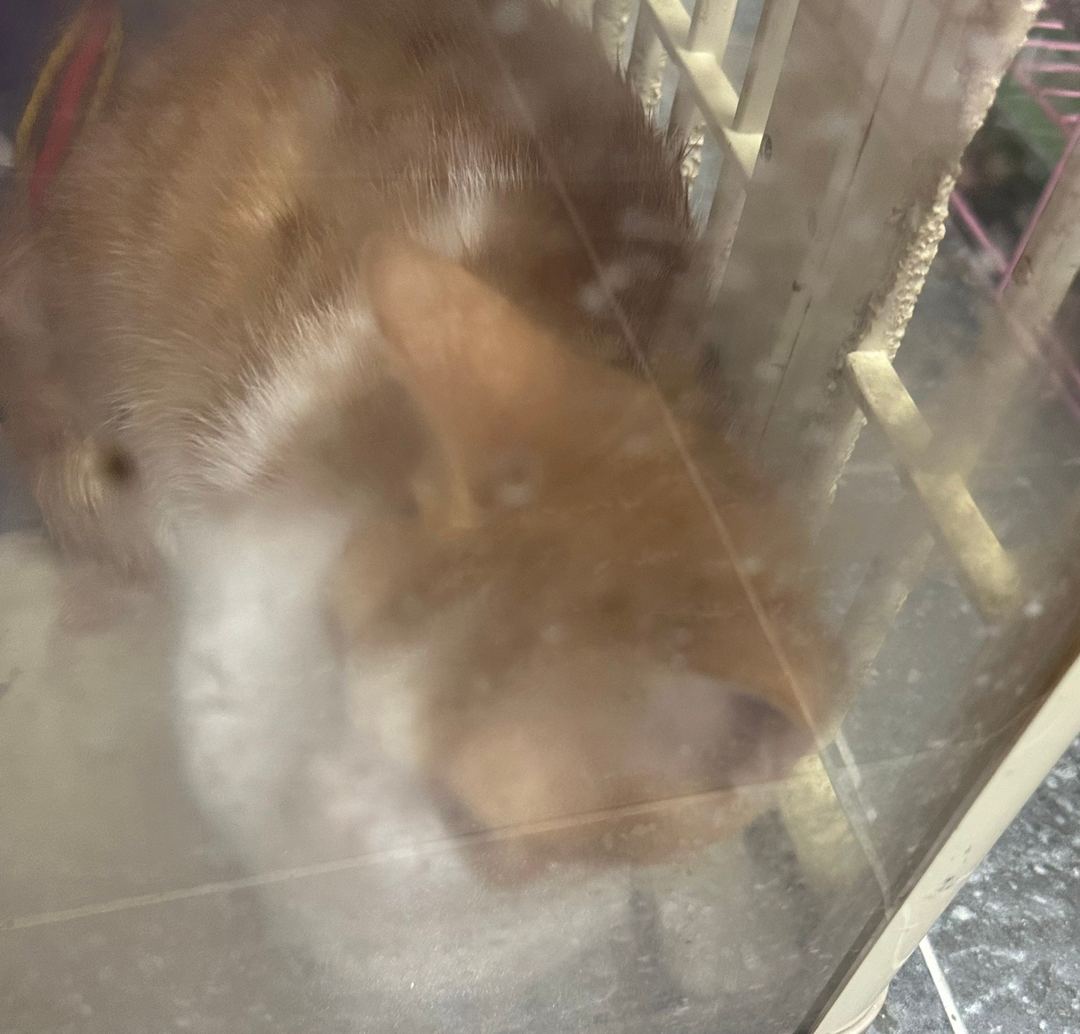 Orange-and-white adult female mixed-breed cat, Small, shelter no. …7007