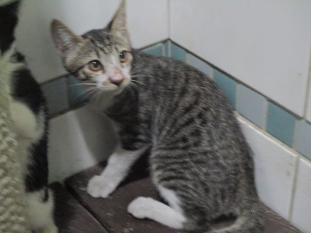 Photo of No. LAAAG1121011C1-2, Adult · Male · Large · Mixed breed