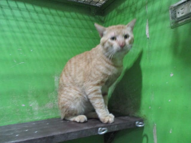 Photo of No. LAAAG1121012C1-4, Adult · Male · Large · Mixed breed