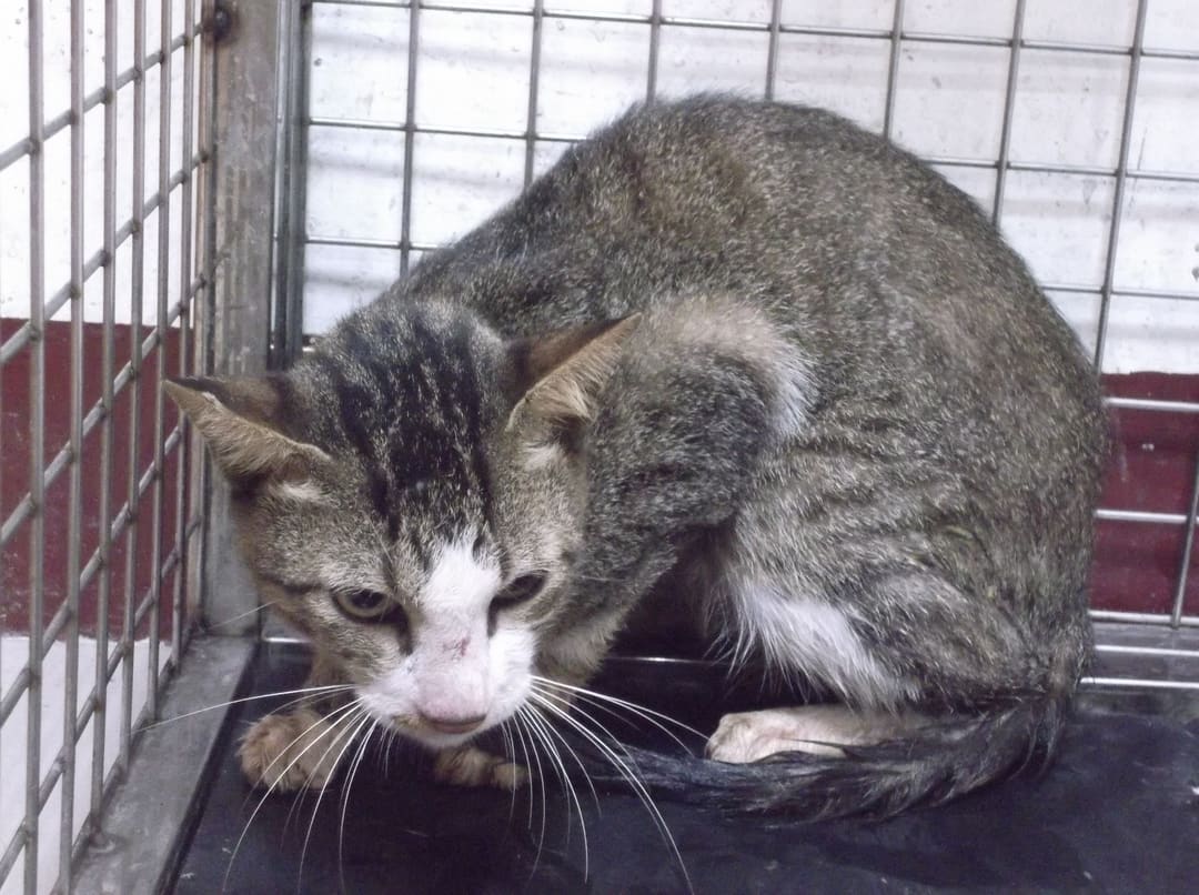 Photo of No. LAAAG1121012C1, Adult · Male · Large · Mixed breed