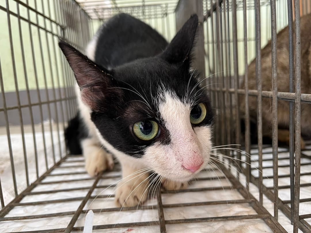 Photo of No. 1121012C02, Adult · Male · Small · Mixed breed