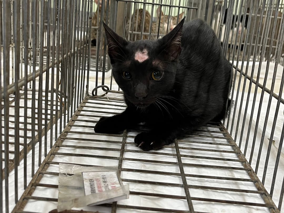 Photo of No. 1121012C03, Adult · Male · Small · Mixed breed