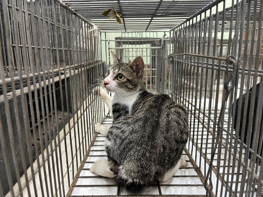 Photo of No. 1121012C04, Adult · Female · Small · Mixed breed