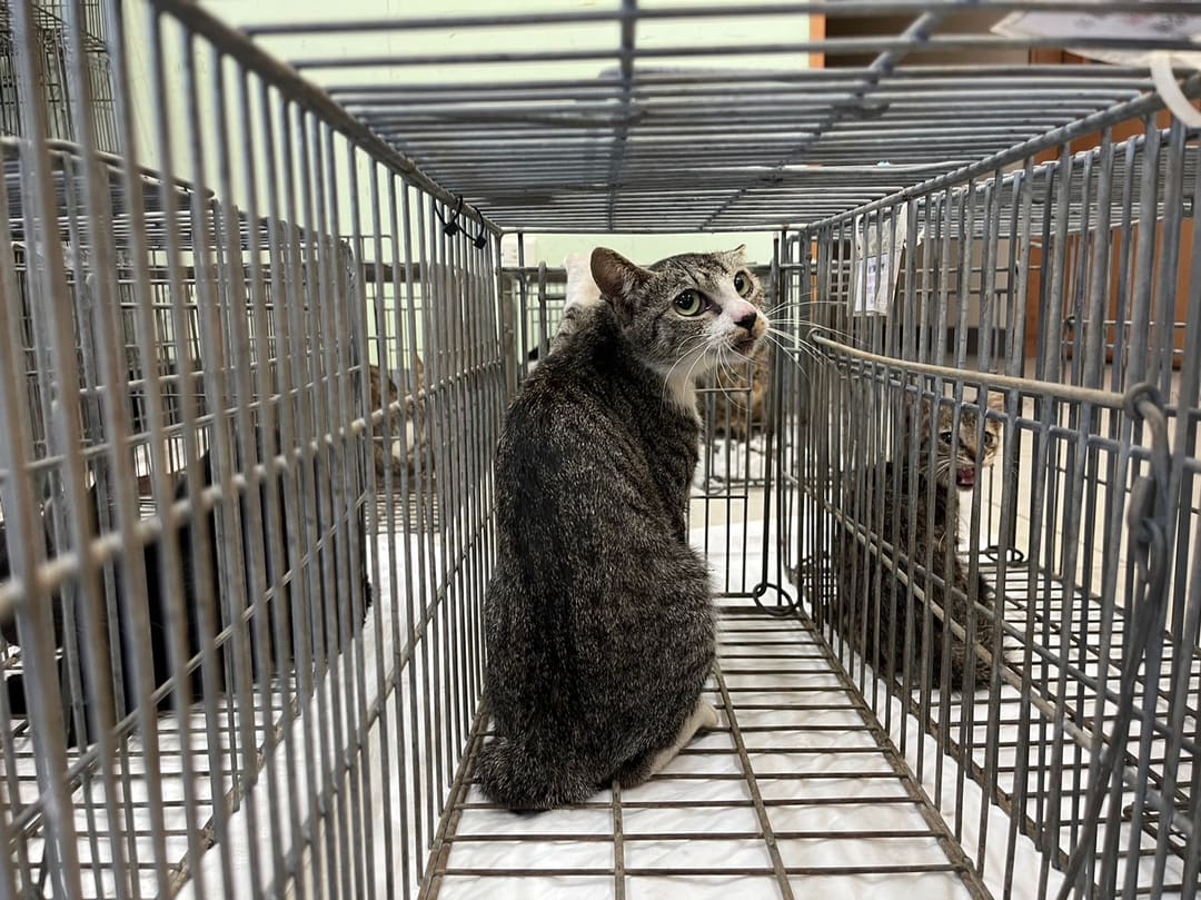Adult female mixed-breed cat, Small, shelter no. …2C05