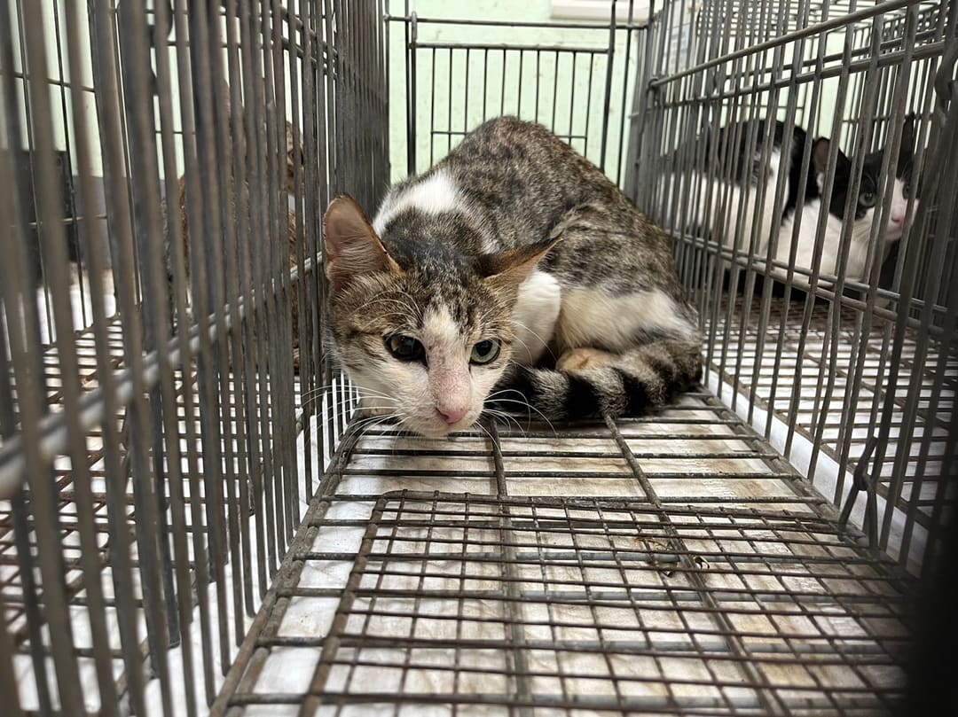 Photo of No. 1121012C06, Adult · Female · Small · Mixed breed