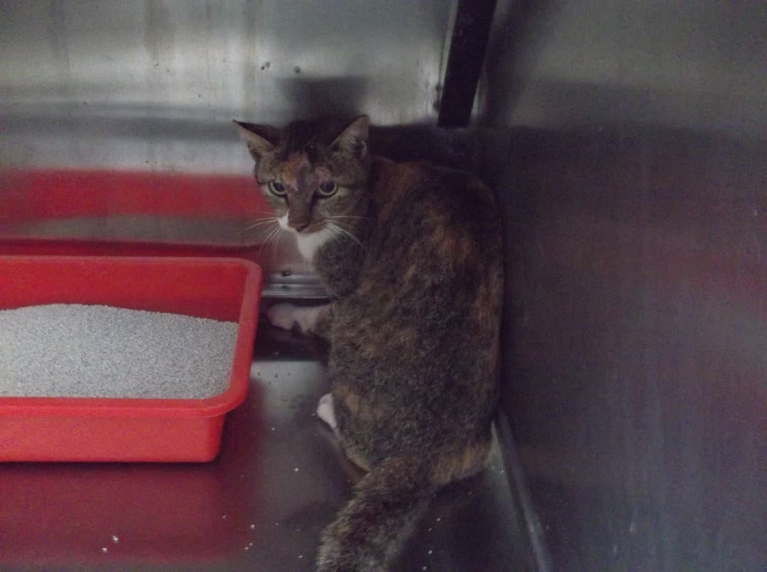 Photo of No. LAAAG1121012C1-3, Adult · Female · Large · Mixed breed