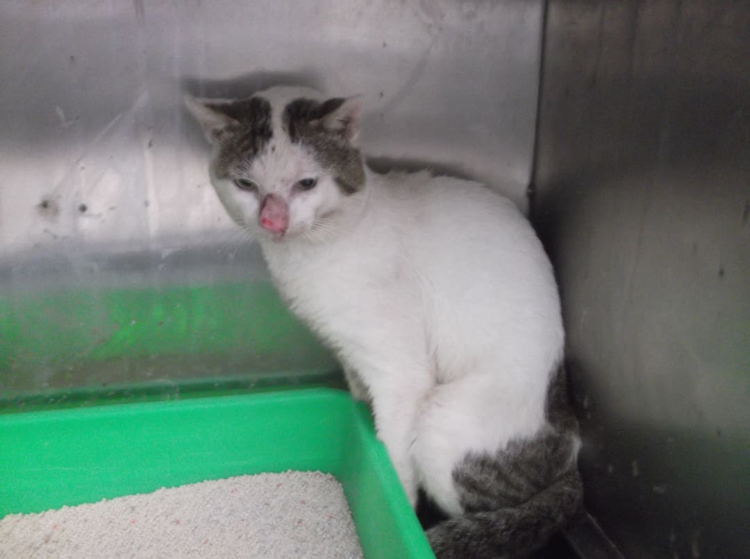 Photo of No. LAAAG1121012C1-1, Adult · Male · Large · Mixed breed