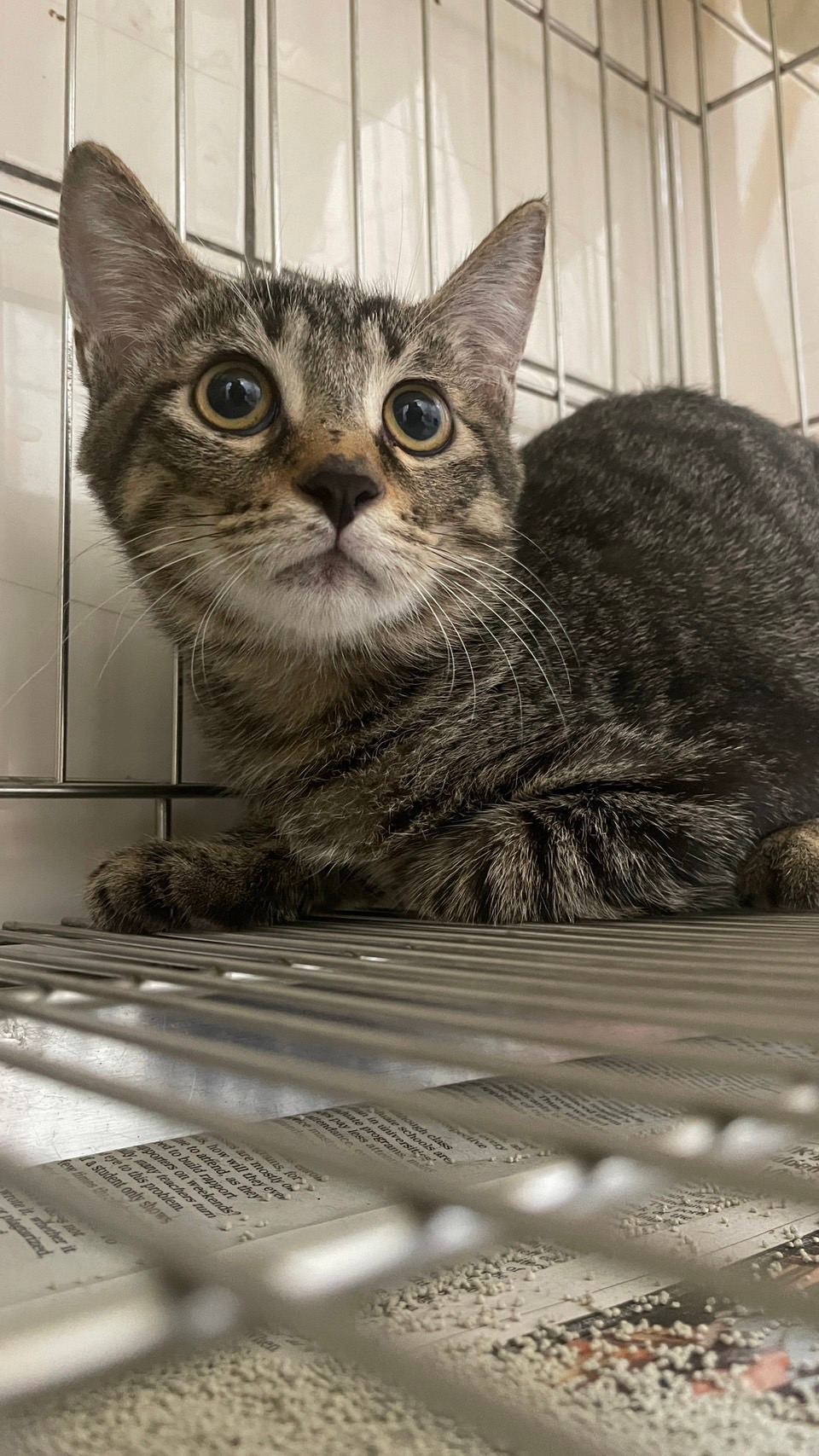Photo of No. AAACG1121019002, Young · Male · Small · Mixed breed