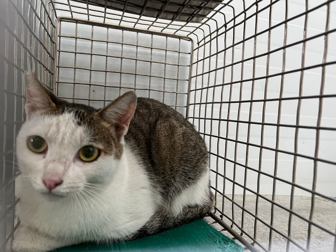 Tabby-and-white adult female mixed-breed cat, Medium, shelter no. …1911