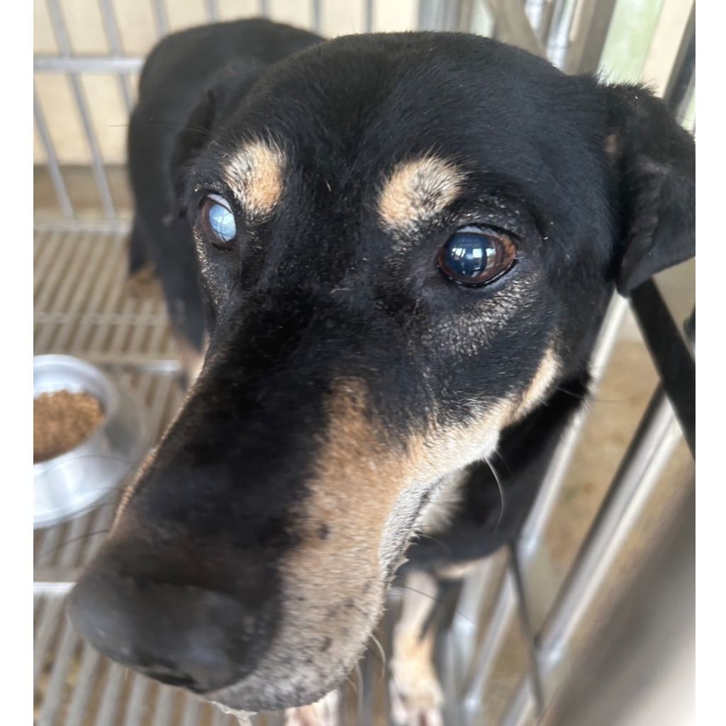 Photo of No. PAAAG1121019020, Adult · Male · Large · Mixed breed