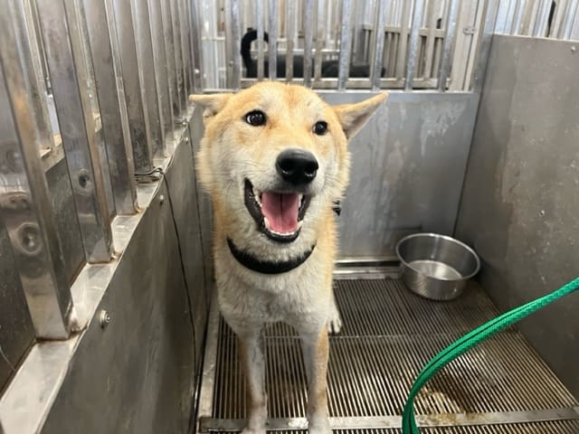 Photo of No. CAAAG1121020008, Adult · Male · Medium · Shiba Inu