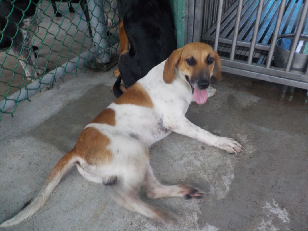 Photo of No. HAAAG1121019205, Adult · Male · Medium · Mixed breed