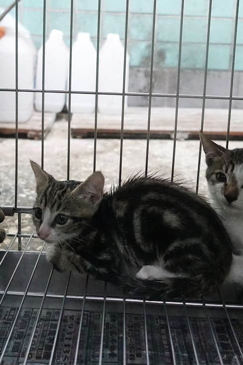 Photo of No. 1121733, Young · Medium · Mixed breed