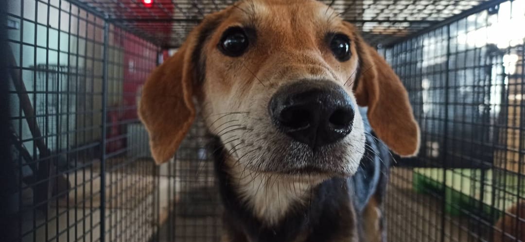 Photo of No. 1121013D01, Young · Male · Medium · Mixed breed