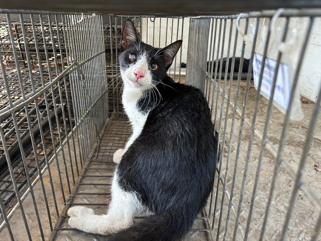 Photo of No. 1121013C01, Adult · Male · Small · Mixed breed