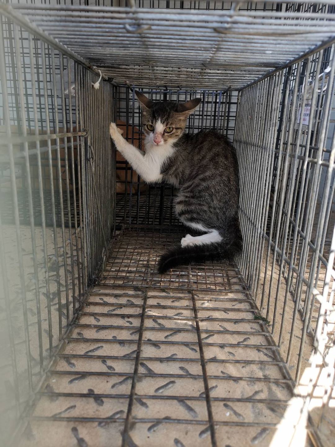 Photo of No. 1121013C02, Young · Female · Small · Mixed breed