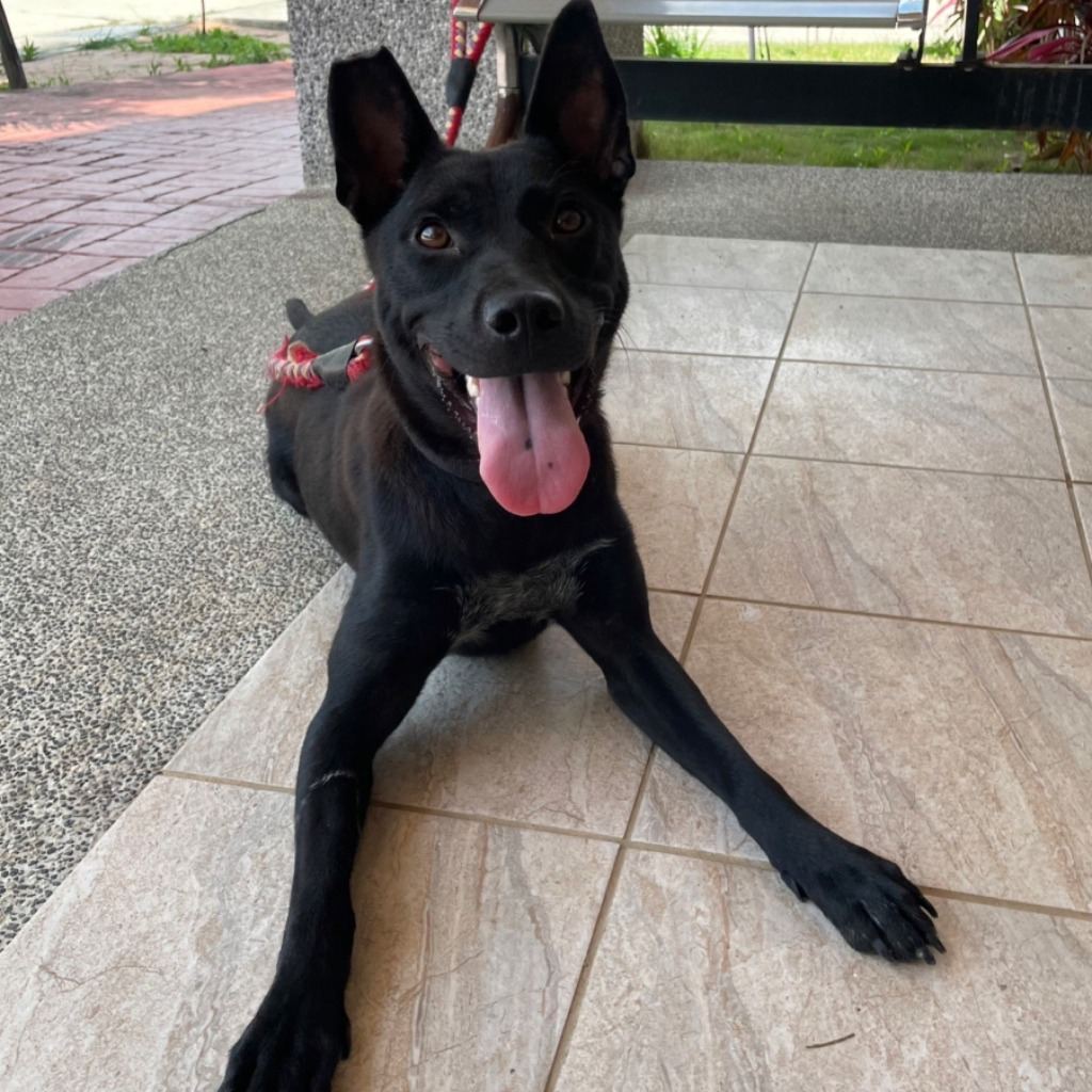 Photo of No. EAAAG1120614002, Adult · Female · Large · Mixed breed
