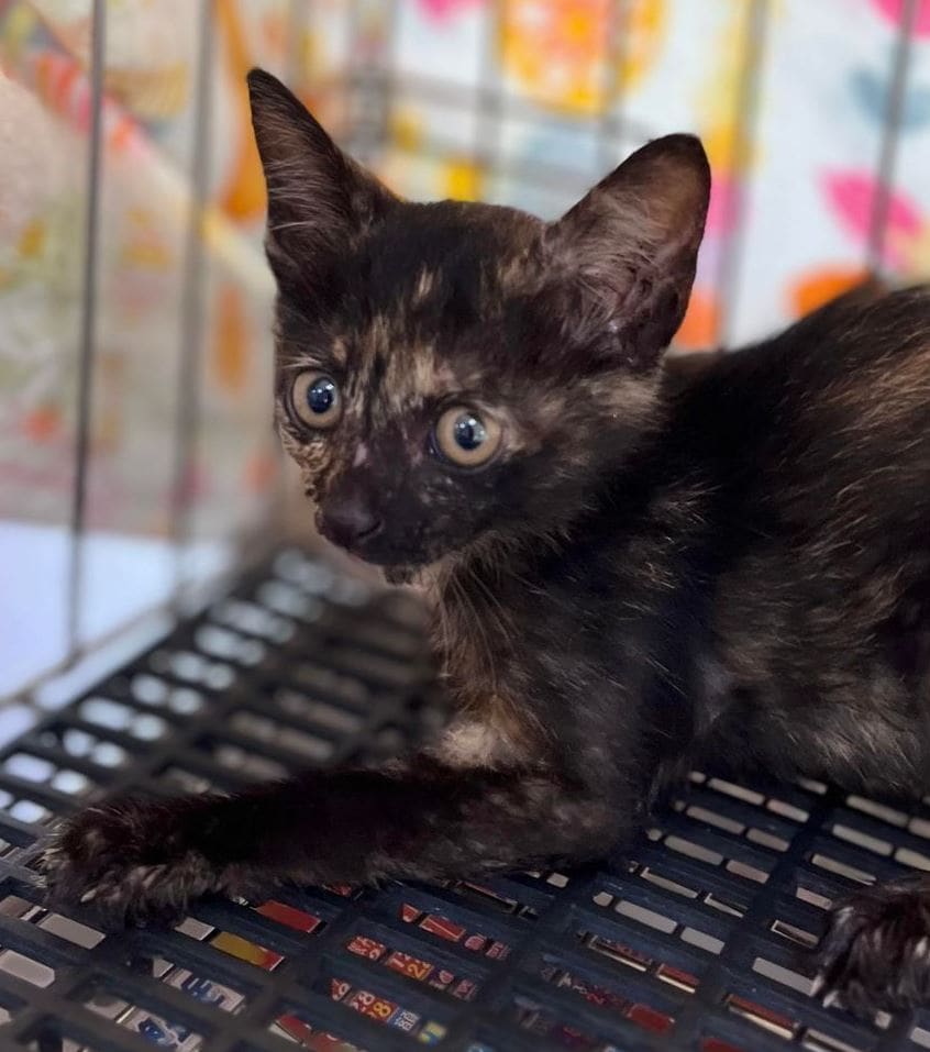 Photo of No. AAAEG1121021002, Young · Female · Small · Mixed breed